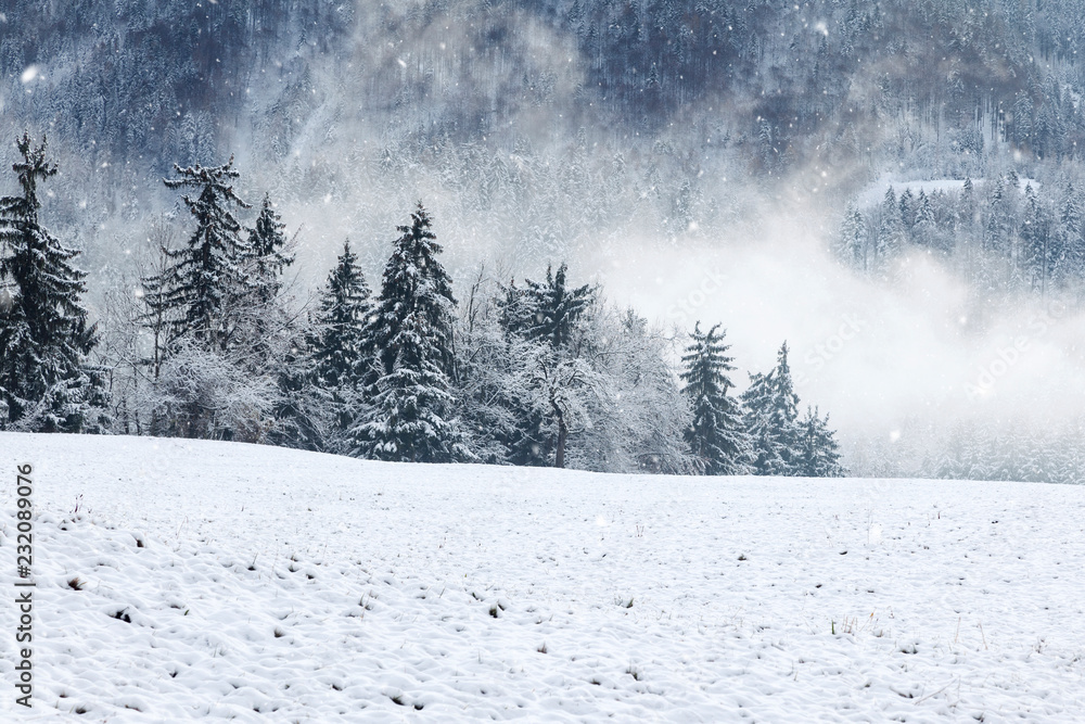 冬季白雪皑皑的乡村景观，绿树成荫。