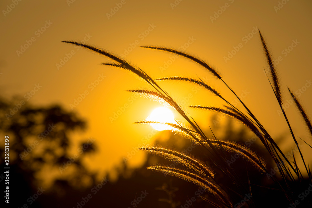 Sunlight through grass flowers during sunset.