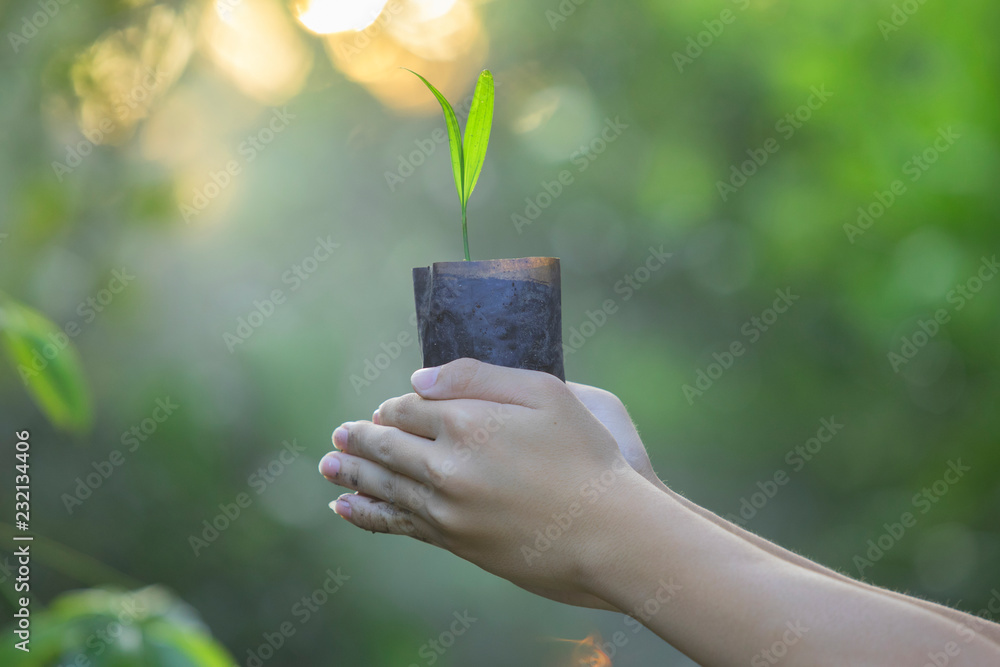 Hands on small trees, hands on planting trees for the environment, warm sunshine background