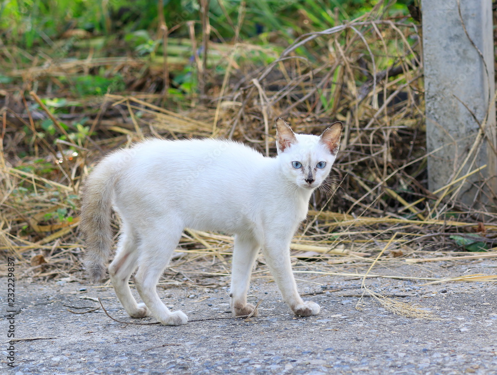 The kitten are walking on the road, staring.