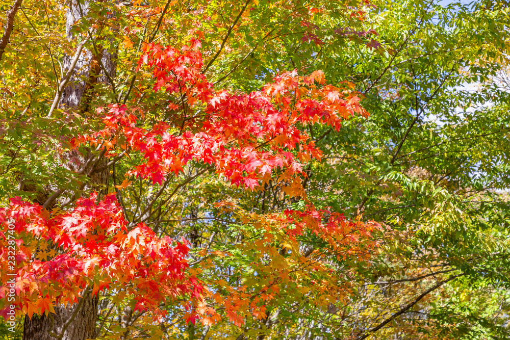 鮮やかな紅葉の木