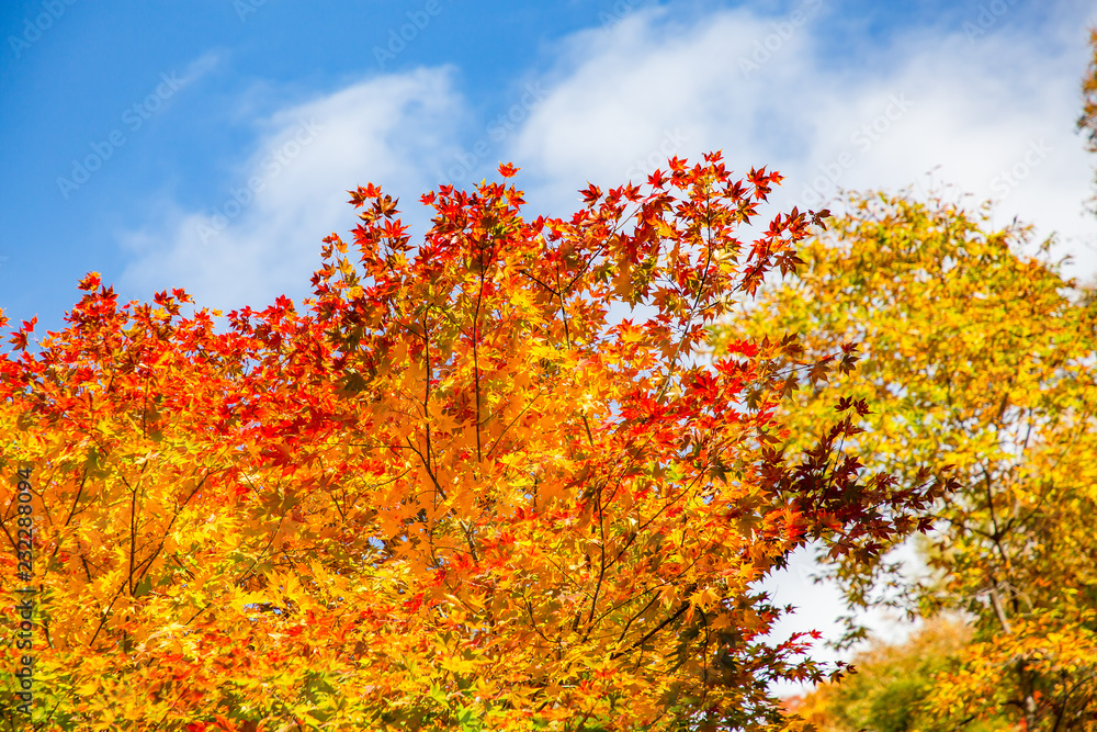 鮮やかな紅葉の木