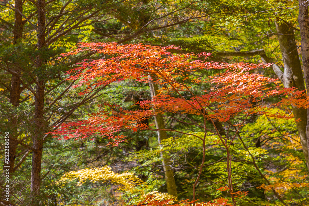 鮮やかな紅葉の木