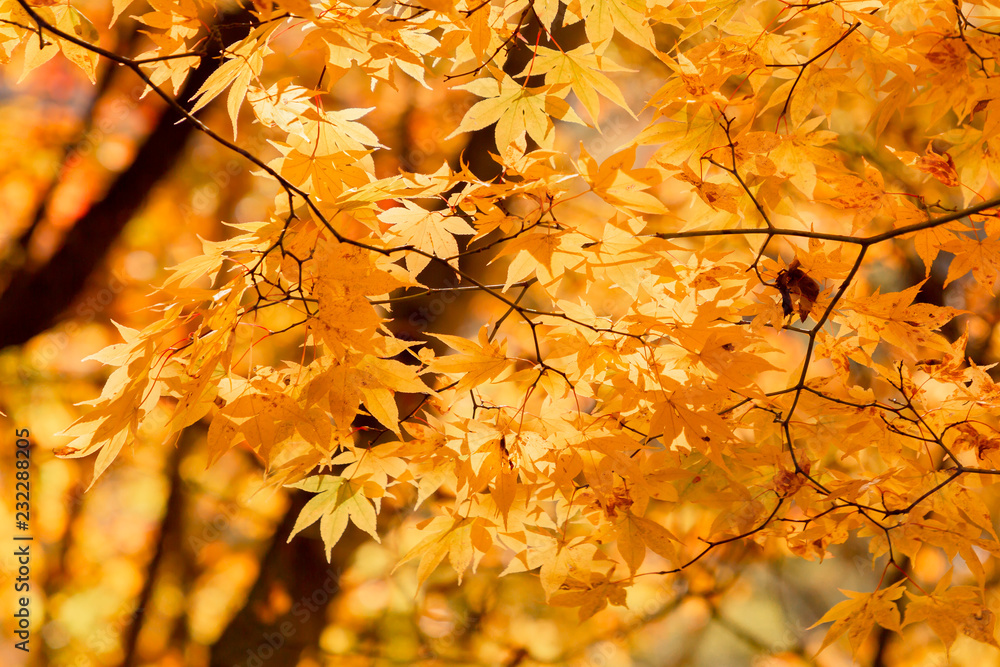 鮮やかな紅葉の木