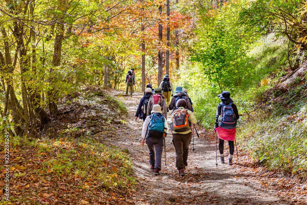 鮮やかな紅葉の登山道