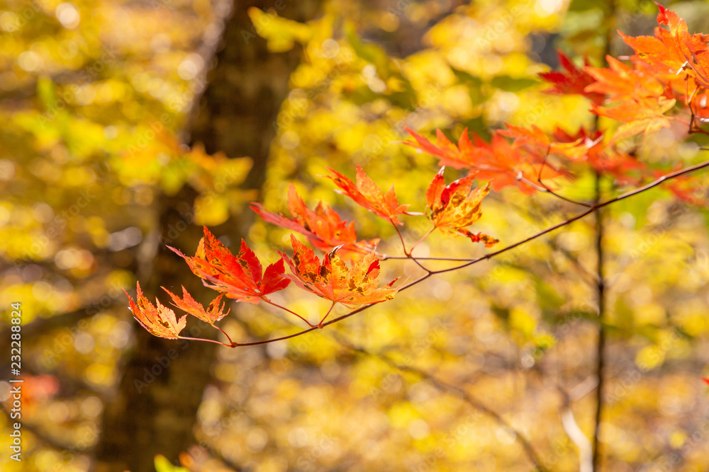 鮮やかな紅葉の木