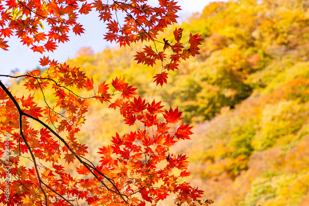 鮮やかな紅葉の木