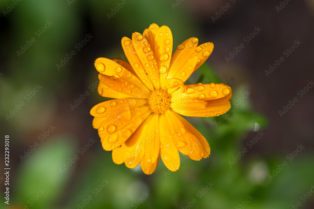 金盏花开花植物，万寿菊橙色花朵盛开，橙色花头，早晨