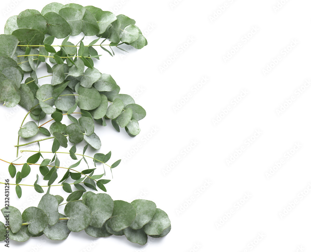 Green eucalyptus branches on white background