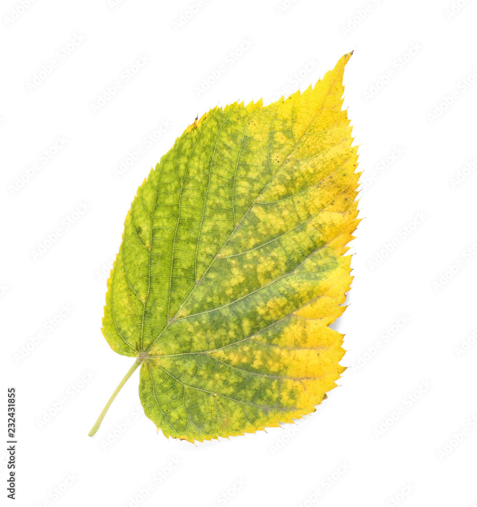 Color autumn leaf on white background