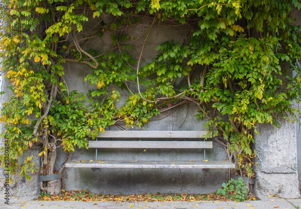 bench in the park with bushes and old wall