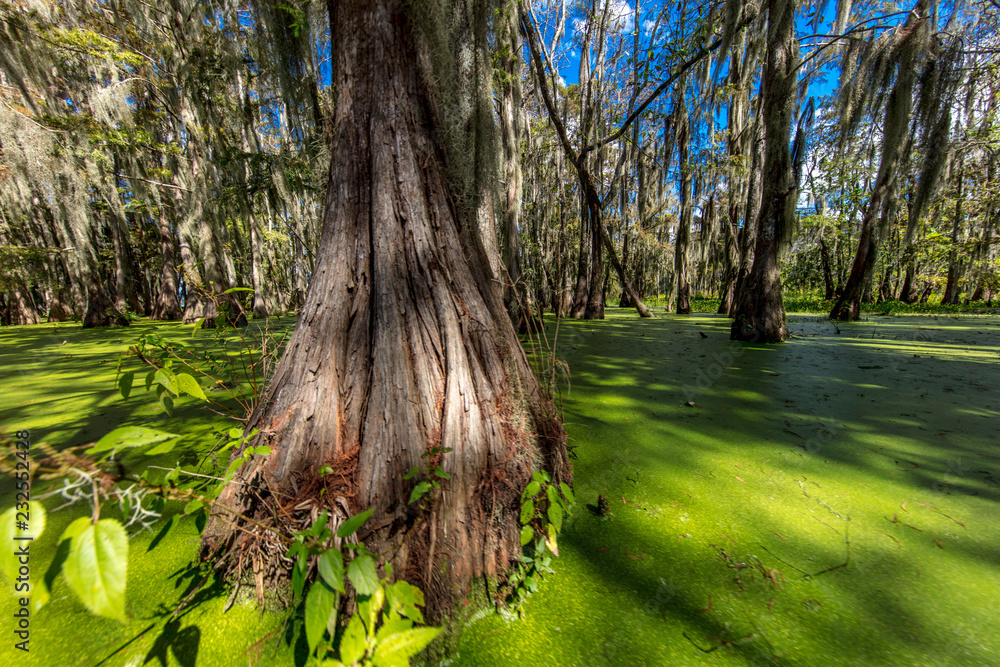 卡琼沼泽和马丁湖，靠近Breaux Bridge和Lafayette Louisiana