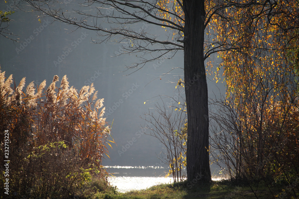 Lake shoreline with forest in the background in beautiful autumn sunlight