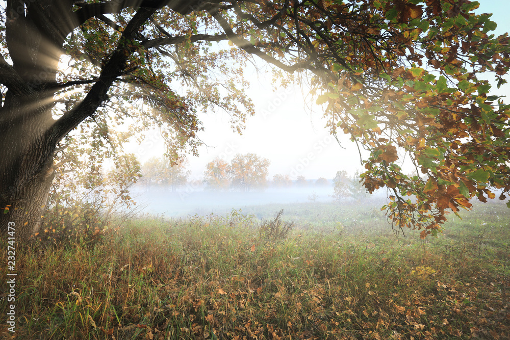 Autumn sunrise in the grove on the riverbank