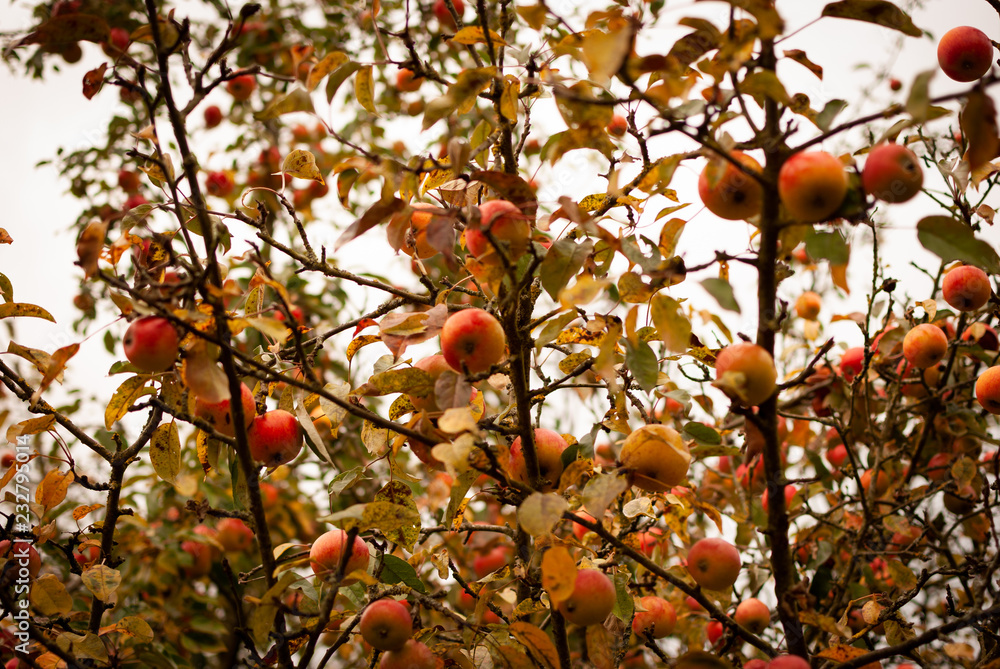 Ripe red apples in a tree