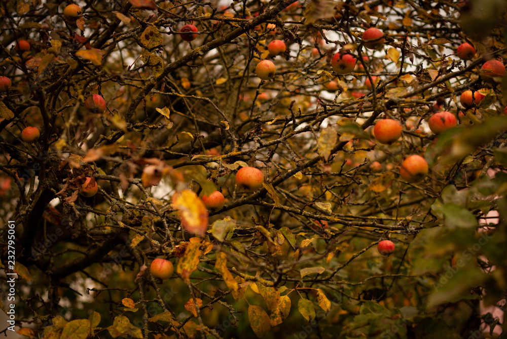 Ripe red apples in a tree