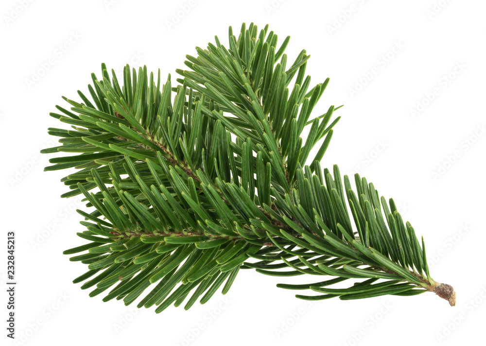 Fir tree isolated on white