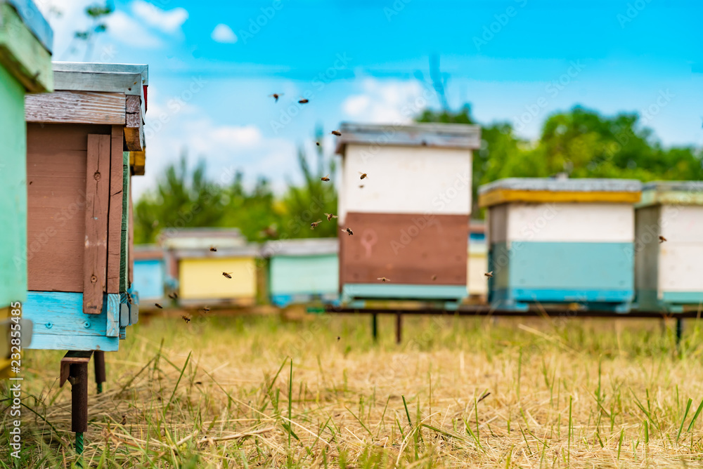 Colourful hive of bees on a meadow in summer. Hives in an apiary with bees flying to the landing boa