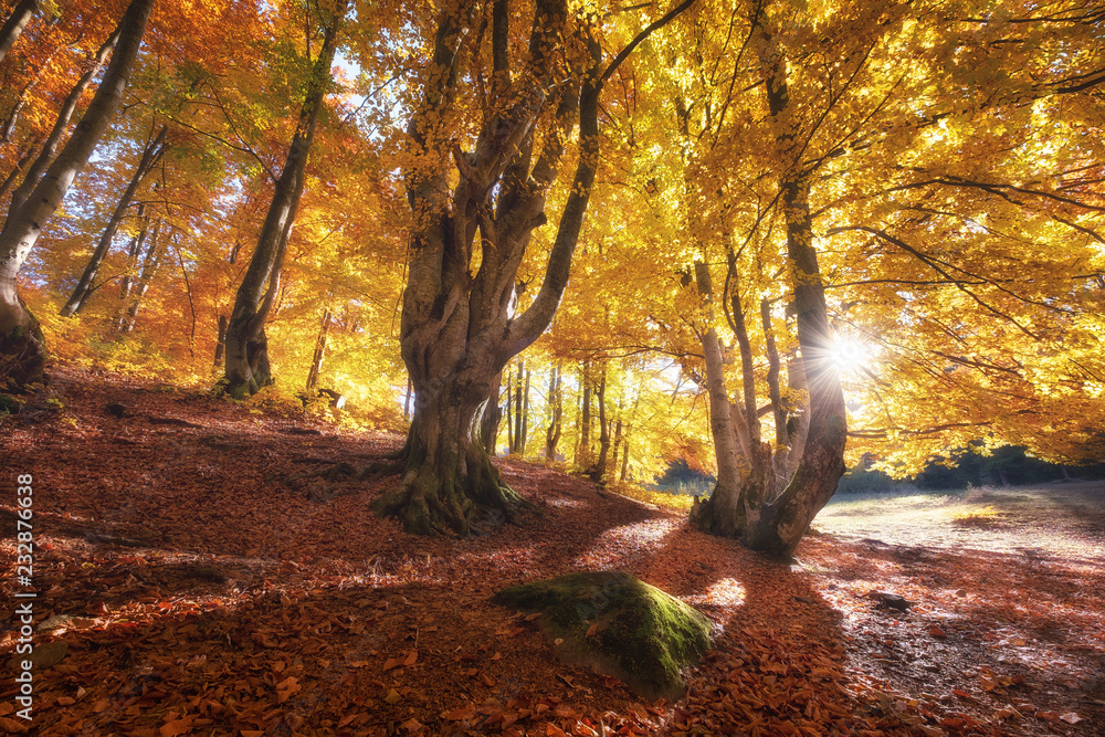 Sun rays through autumn trees. Natural autumn landscape in the forest. Autumn forest and sun as a ba