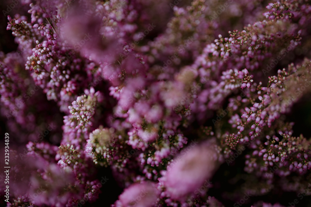 Pink heather flower bush background