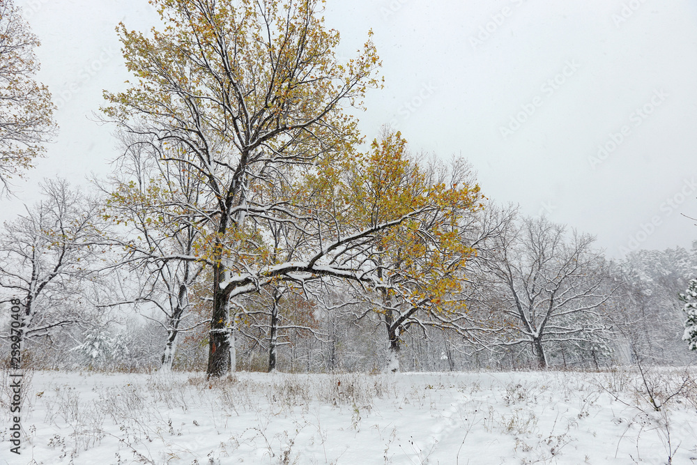 橡树林里的雪