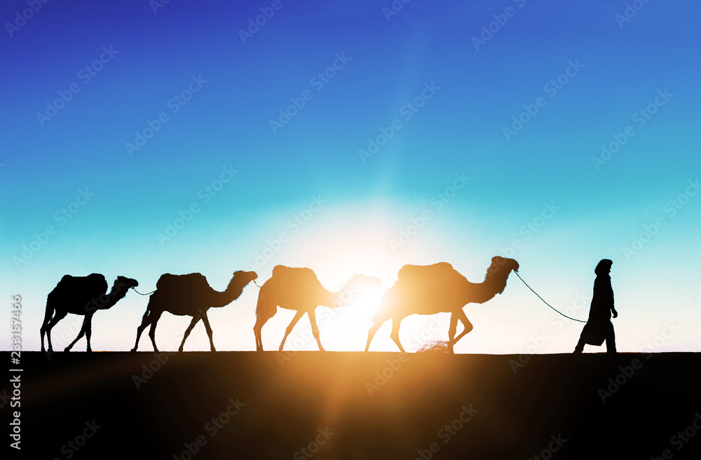 Camel caravan going through the sand dunes in the Sahara Desert. Morocco, Africa. Beautiful sand dun