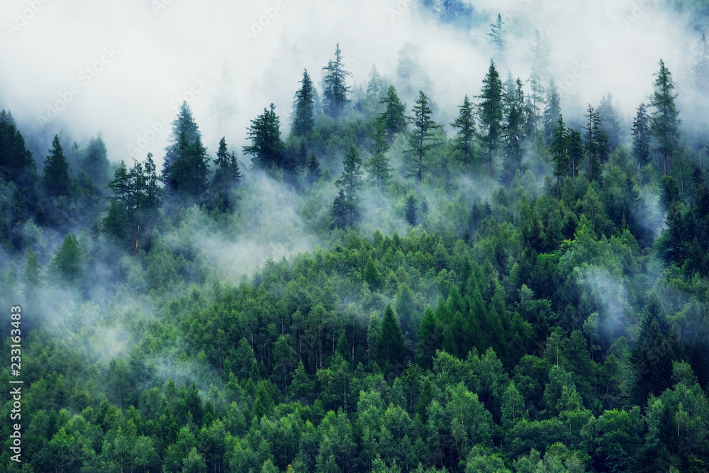 Misty landscape with fir forest. Morning fog in the mountains. Beautiful landscape with mountain vie