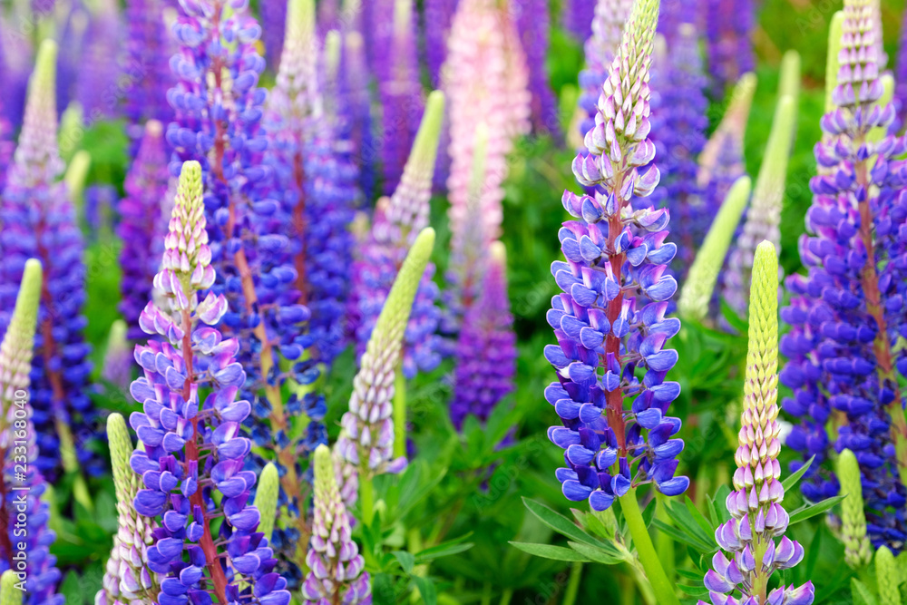 Lupinus field with pink purple and blue flowers. A field of lupines. Violet and pink lupin in meadow