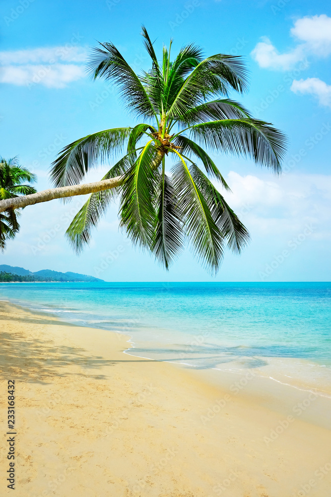 Beautiful beach. View of nice tropical beach with palms around. Holiday and vacation concept.