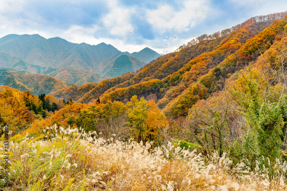 鮮やかに紅葉した山