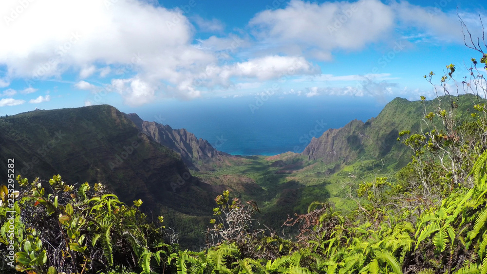 特写：生长在雄伟火山山顶上的年轻蕨类植物