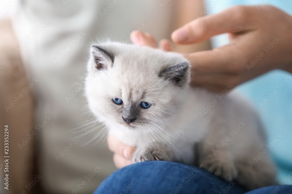 家里养着可爱小猫的年轻女子