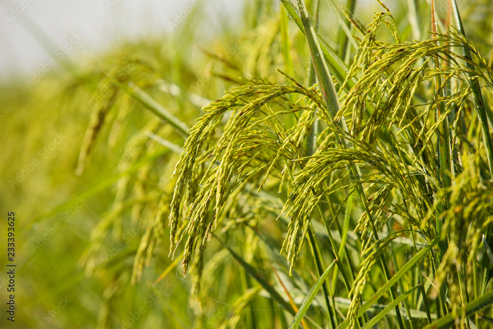 Ear of rice,Rice in the field of beautiful rice.rice seed,Rice with sun