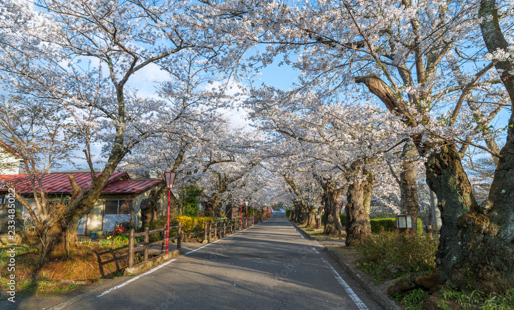 日本福岛大可温泉镇樱花隧道道樱花盛开