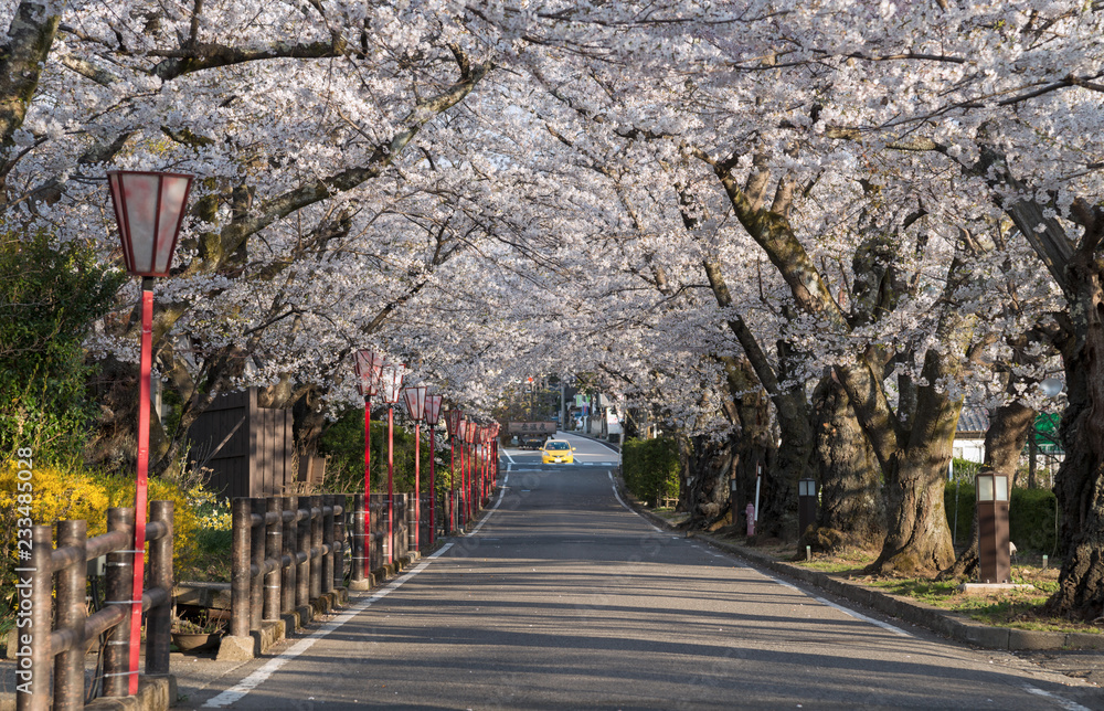 日本福岛大可温泉镇樱花隧道道樱花盛开