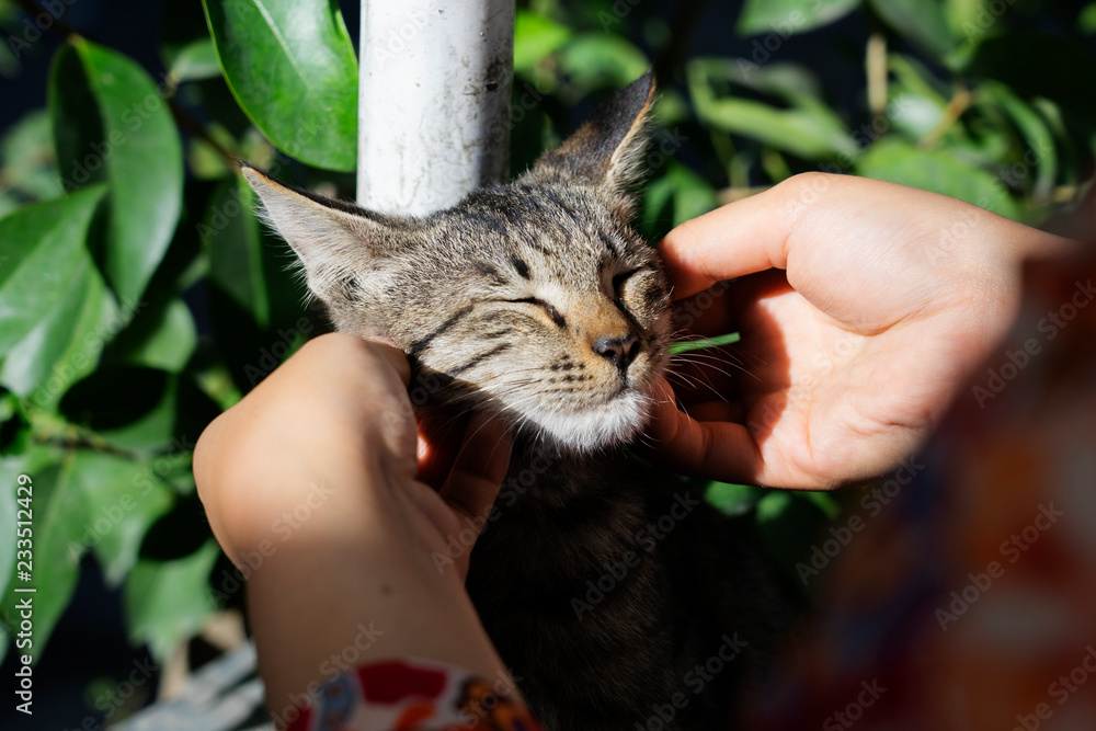 与流浪猫玩耍的女人