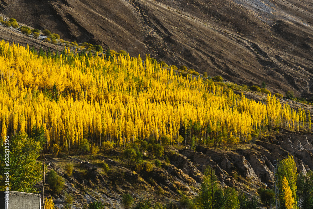 Vibrant autumn yellow birch trees