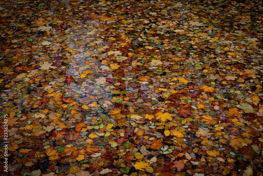 Close up of red orange yellow colorful leaves in autumn in water