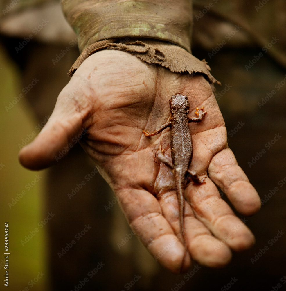 Close-up of lizard on farmers hand