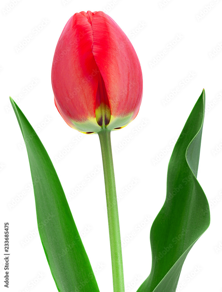 Red tulip closeup on white