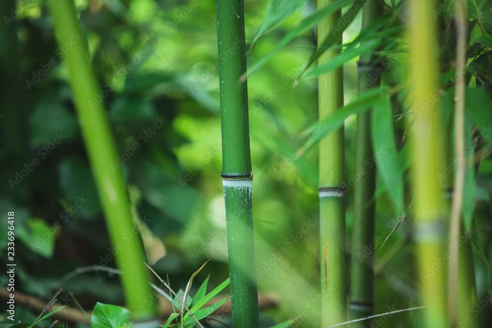 绿色的竹子质地，美丽的绿色叶子和茎