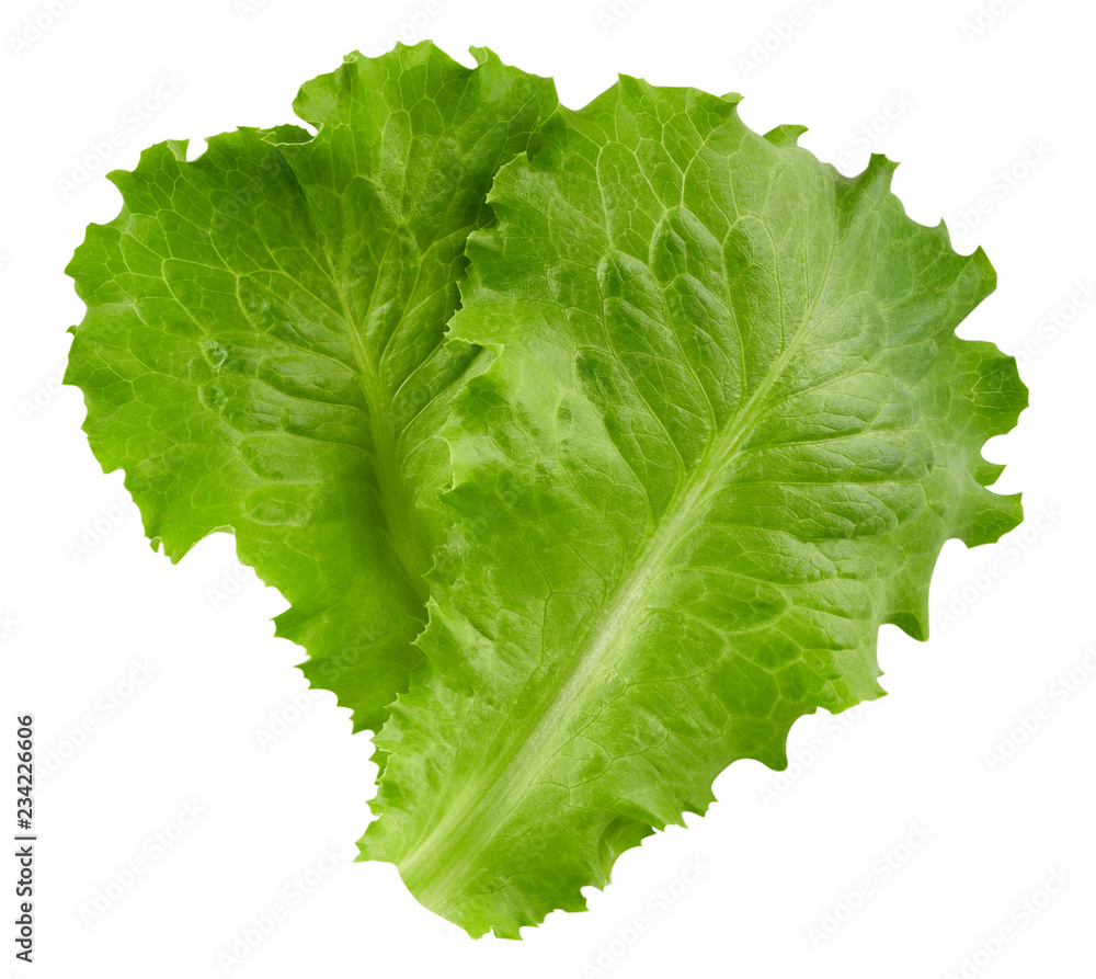 lettuce leaves Clipping Path