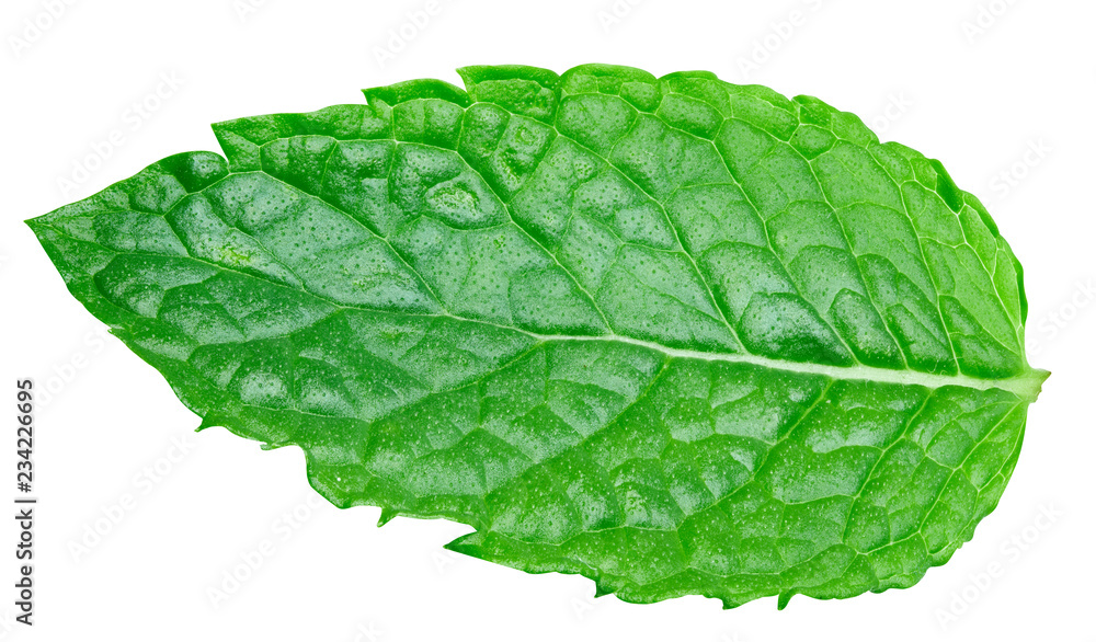 mint leaves isolated