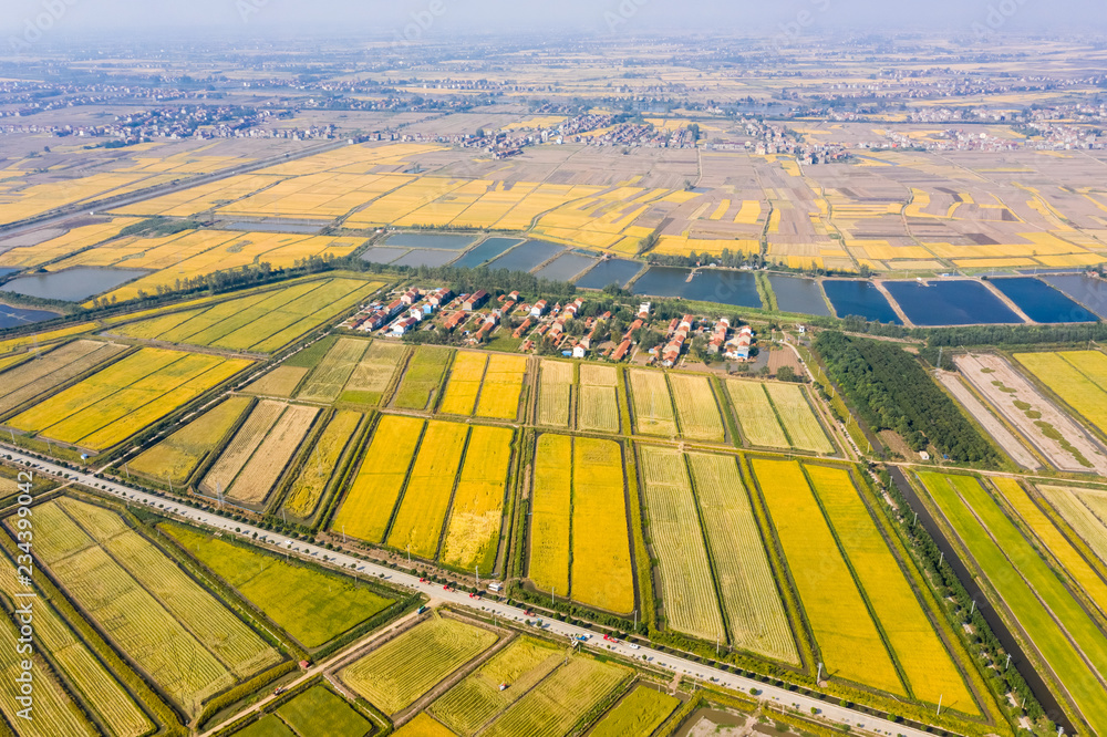 golden paddy field in autumn