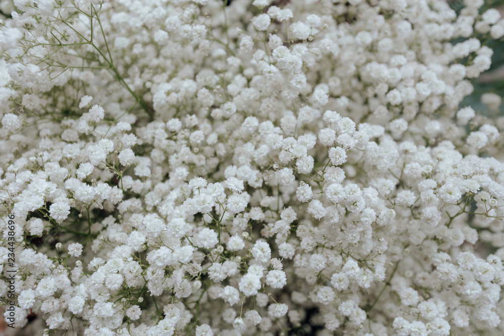 白花壁纸特写