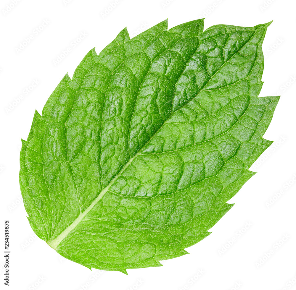 mint leaves isolated