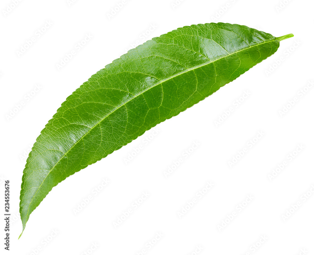 Peach leaf isolated