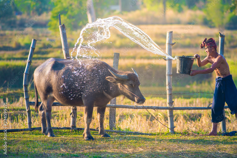 Asian farmer cleaning and washing his buffalo in the countryside Thailand