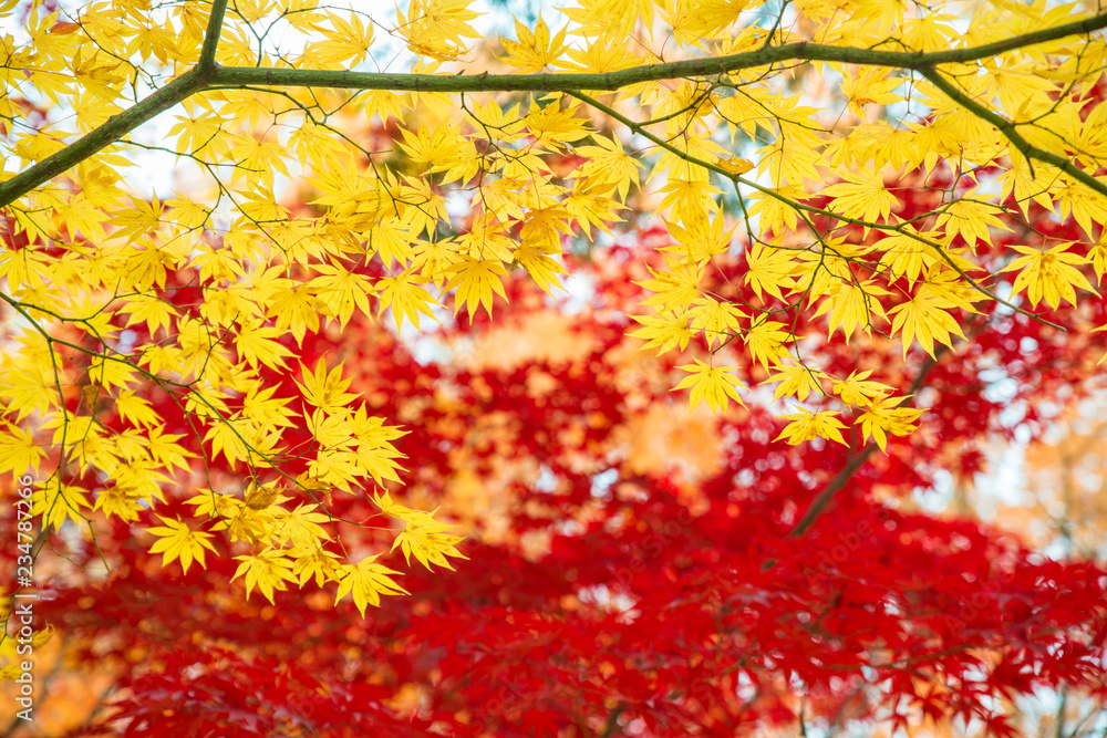 Red and Yellow maple leaves in autumn season with blue sky blurred background, taken from Japan..