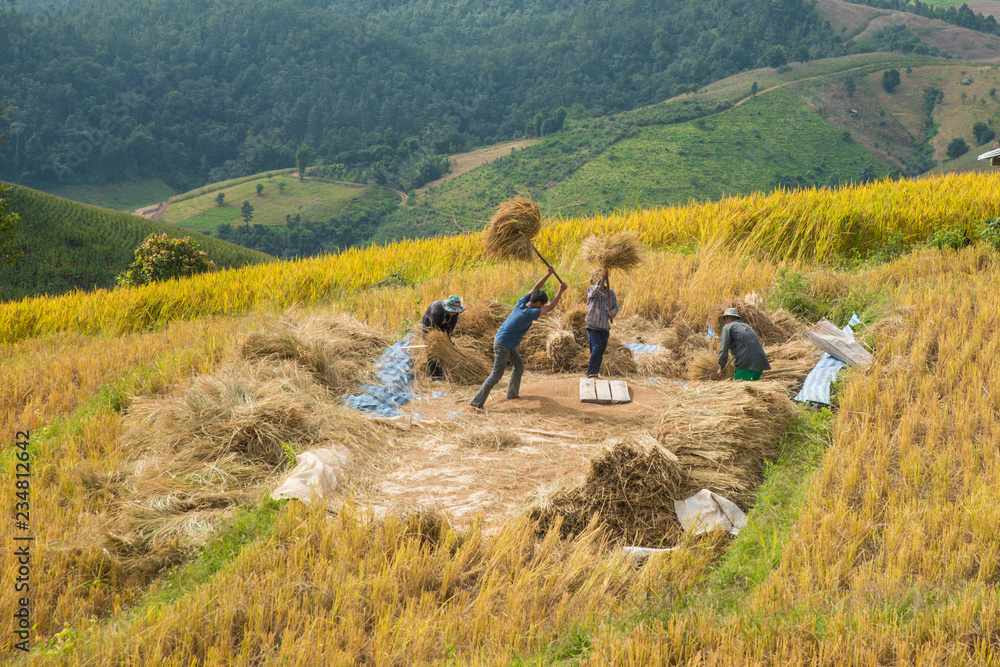 The Asian farmer at golden rice filed is harvesting the rice during harvesting season. nature concep